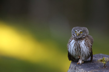 Pygmy owl. Eurasian pygmy owl. Glaucidium passerinum.