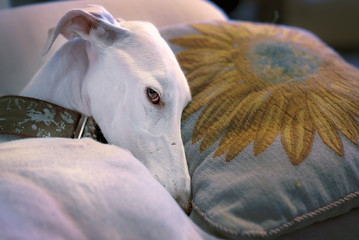Johnny il Levriero Bianco Galgo Spagnolo