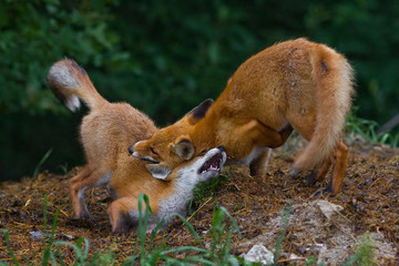 Two red foxes playing