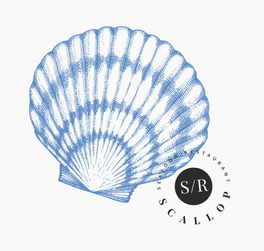 Scallop illustration. Hand drawn vector seafood illustration. Engraved style seashell. Retro mollusk image. Pearl shell illistration