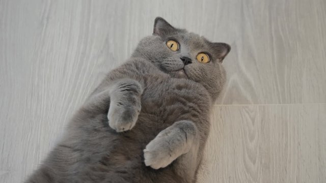 A grey British cat lies on a grey background, looks at the camera and meows.