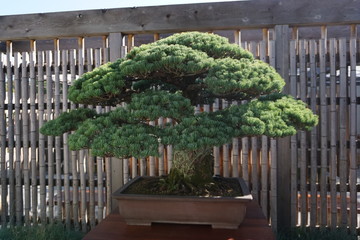 Bonsai Tree on Display at Greenhouse