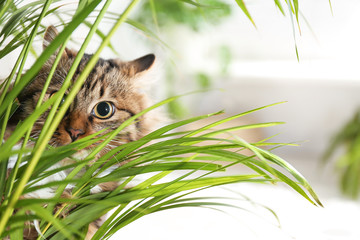 Adorable cat near houseplant on floor at home