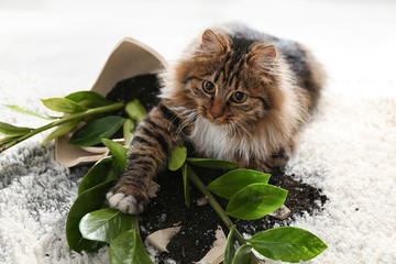 Cat near overturned houseplant on light carpet at home