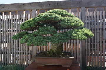 Bonsai Tree on Display at Greenhouse