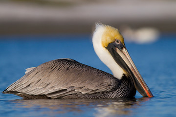 Brown pelican (Pelecanus occidentalis) in Sanibel Island, Florida