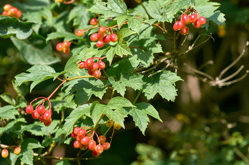 Obraz premium red berries of viburnum on a branch
