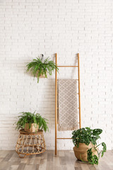 Beautiful green potted plants in stylish room interior