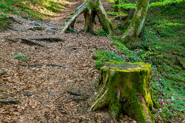 Baumstumpf an einem Waldweg mit Herbstlaub