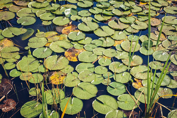 Pads of Nymphaeaceae plant commonly called water lily