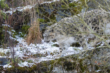 male snow leopard, Panthera uncia, whole bodyportrait while walking on a partially snow covered rocky slope.