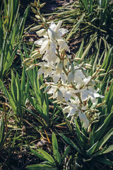 Obraz premium White flowers of Yucca filamentosa commonly called Adam needle and thread, common yucca or Spanish bayonet