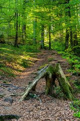 Naturerlebnis in einem sommerlichen Wald