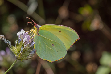 23.07.2019 ES, Kanarische Inseln , La Palma Gonepteryx palmae , La Palma Zitronenfalter Gonepteryx palmae STAMM, 1963
