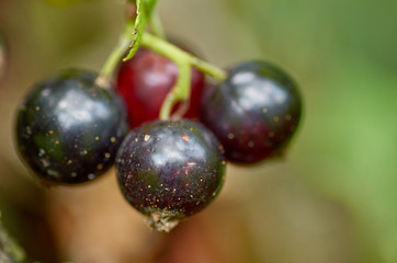 black currant on green background