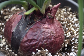 a purple onion planted in a pot