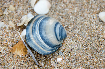blue shell on the beach