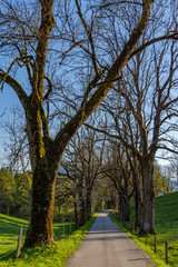 Eine Allee führt an sanften Hügeln vorbei