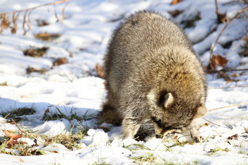 Rabid Raccoon foaming at the mouth. While this particular raccoon may not be rabid, a wet sick raccoon foaming at the mouth is a sign of rabies. Rabies is deadly. © mynewturtle