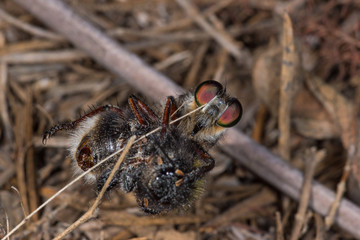 03.08.2019 ES, Kanarische Inseln, La Palma La Palma Raubfliege Promachus palmensis