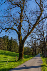 Obraz premium Bäume säumen die Landstraße in der Abendsonne