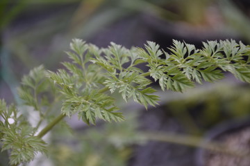 branch of a green plant in green background