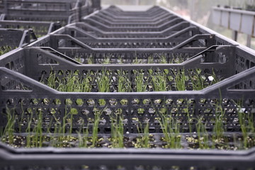 seedlings ready for planting in plastic crates
