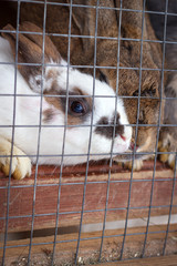 Obraz premium home decorative rabbits sitting in a cage