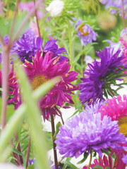 Obraz premium Bright multicolored asters drowning in the greenery of the garden.