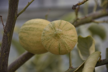 double sweet lemon on branch