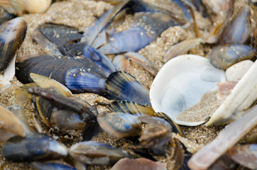 mixed seashell on the beach