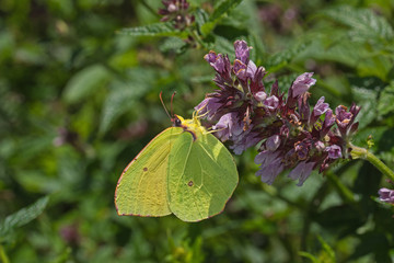 03.08.2019 ES, Kanarische Inseln , La Palma Gonepteryx palmae , La Palma Zitronenfalter Gonepteryx palmae STAMM, 1963