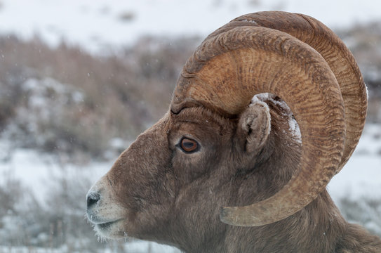 Bighorn Sheep Ram Portrait in Winter