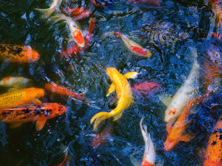 Koi Carp fish in the pond in Shanghai in China