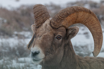 Bighorn Sheep Ram Portrait in Winter