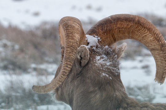 Bighorn Sheep Ram Portrait in Winter