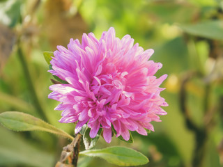 Fototapeta premium Bright multicolored asters drowning in the greenery of the garden.