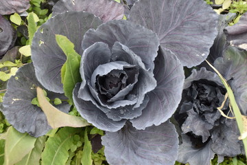 cabbage in the garden