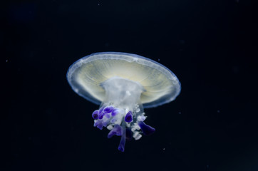 Naklejka na ściany i meble Small Jellyfish on Dark Background