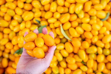 Choosing very delicious exotic fruite kumquat miniature orange from a pile.