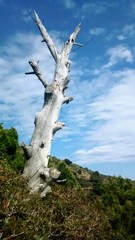 Fototapeta premium structure of a dry oak in the mountai