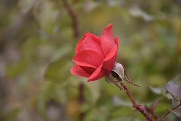 red rose in the garden