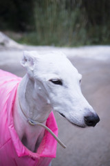 Fototapeta premium Portrait white greyhound dog breed