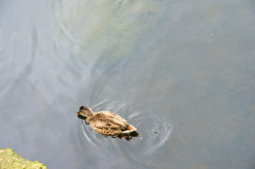 Ducks on a small lake swim and look for food. An ideal place for these beautiful birds.
