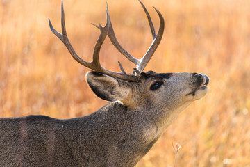 Bull Mule Deer - Close-up view of a bull mule deer standing and calling in a mountain meadow on a...