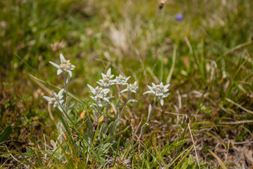 Leontopodium alpinum in a sunny evening in the Italian Dolomites