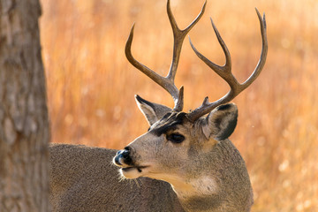 Autumn Bull Mule Deer - Close-up view of a bull mule deer wandering and grazing in a mountain forest on a bright Autumn evening. Chatfield State Park, Colorado, USA.