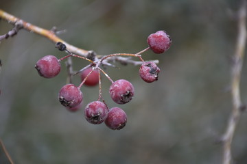 forest berries on a branch on soil color background