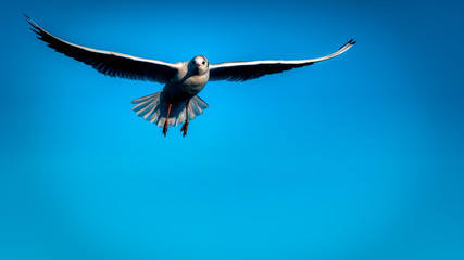 Möwen am Starnberger See