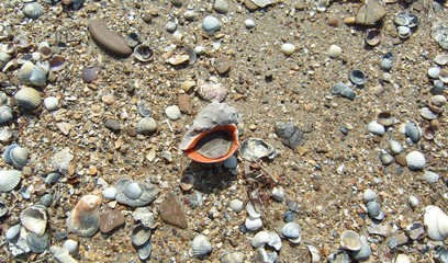  After a storm on the shore, many raps